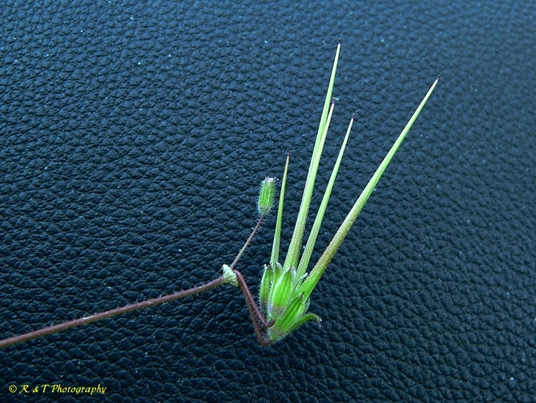 {Erodium cicutarium}